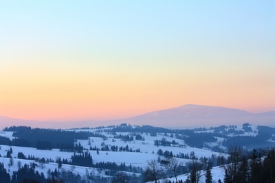 雪域树木鸟瞰图